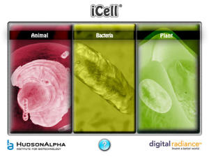 iCell1